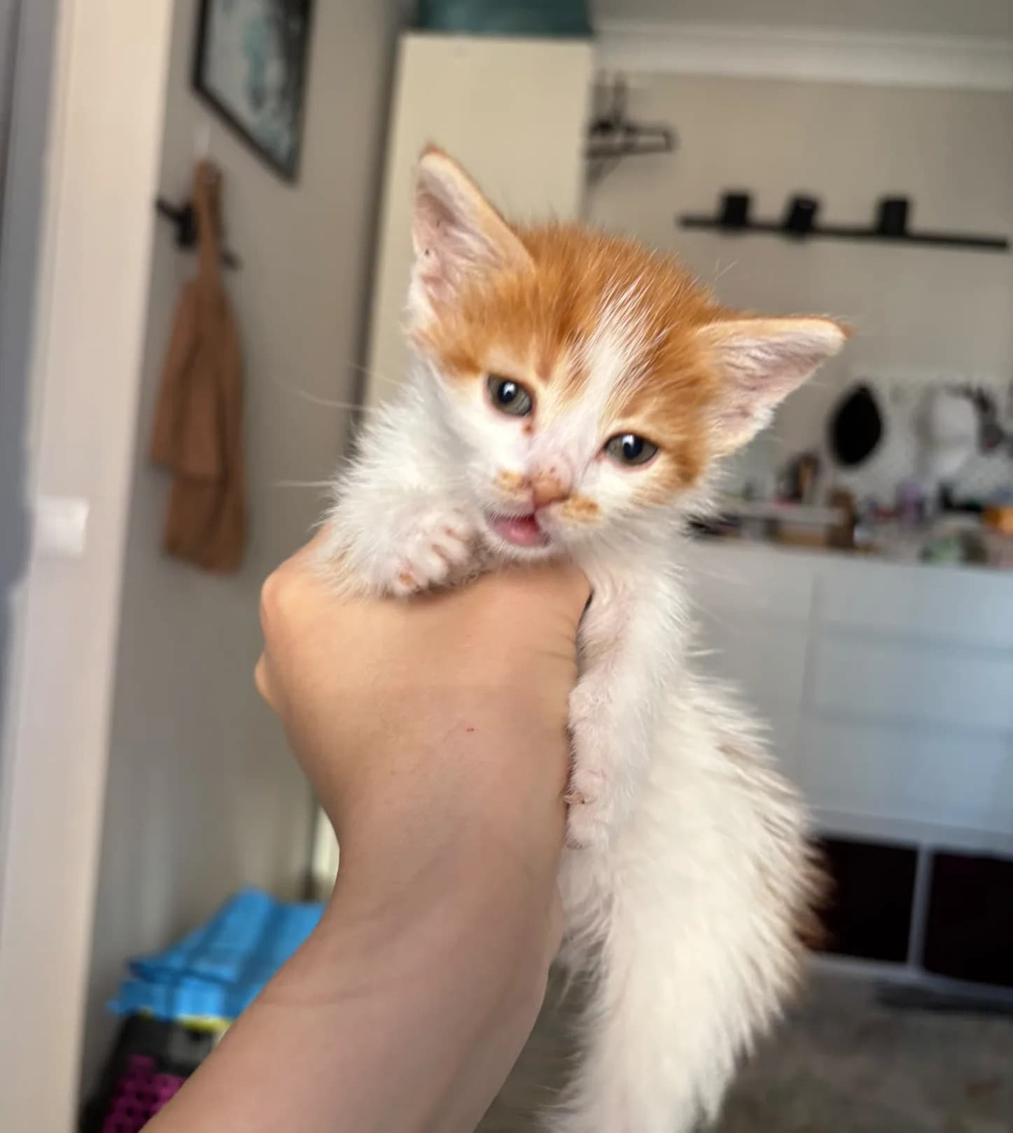 Fındık ve Çilek fotoğraf 2