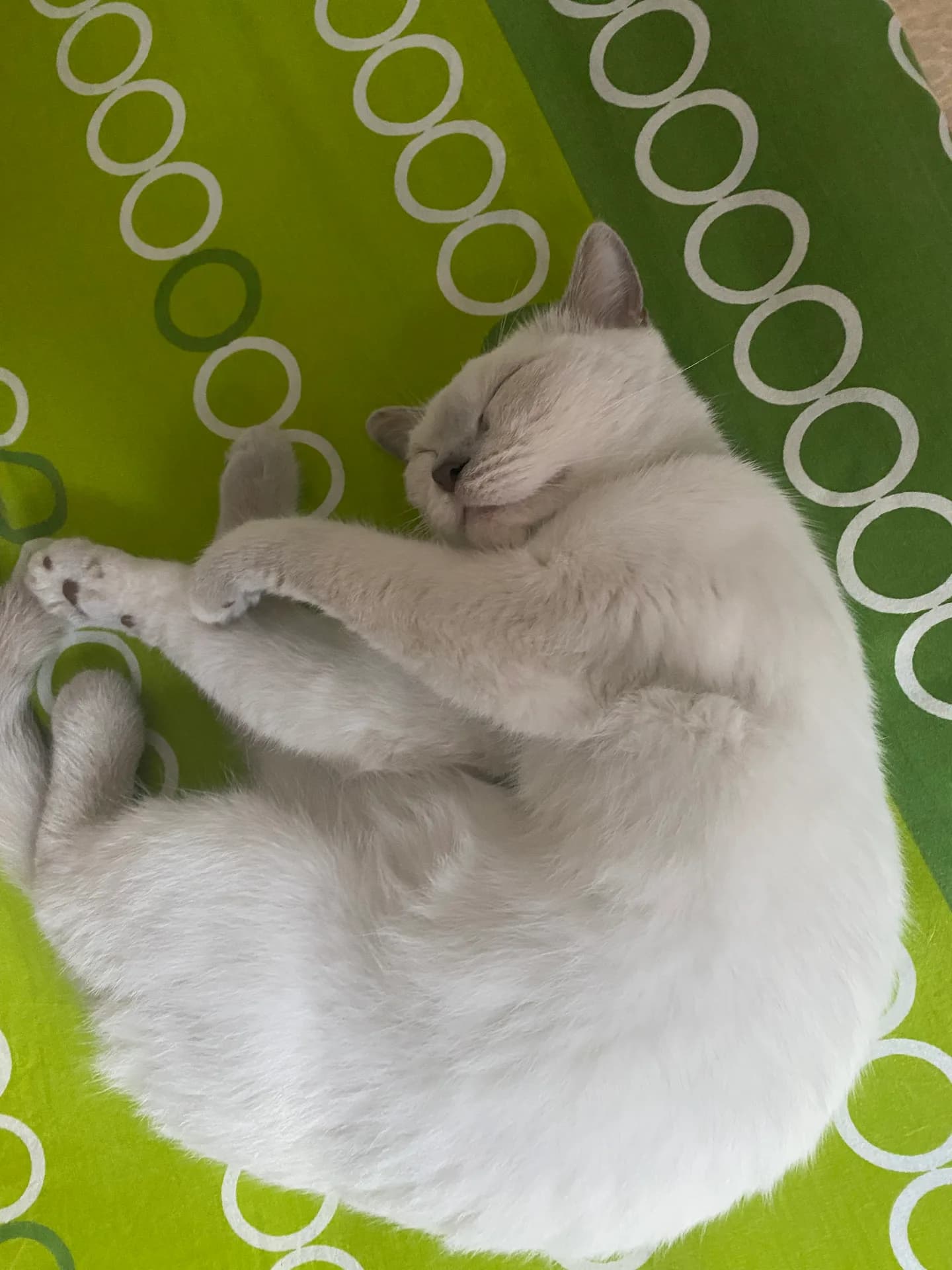 Lily fotoğraf 4