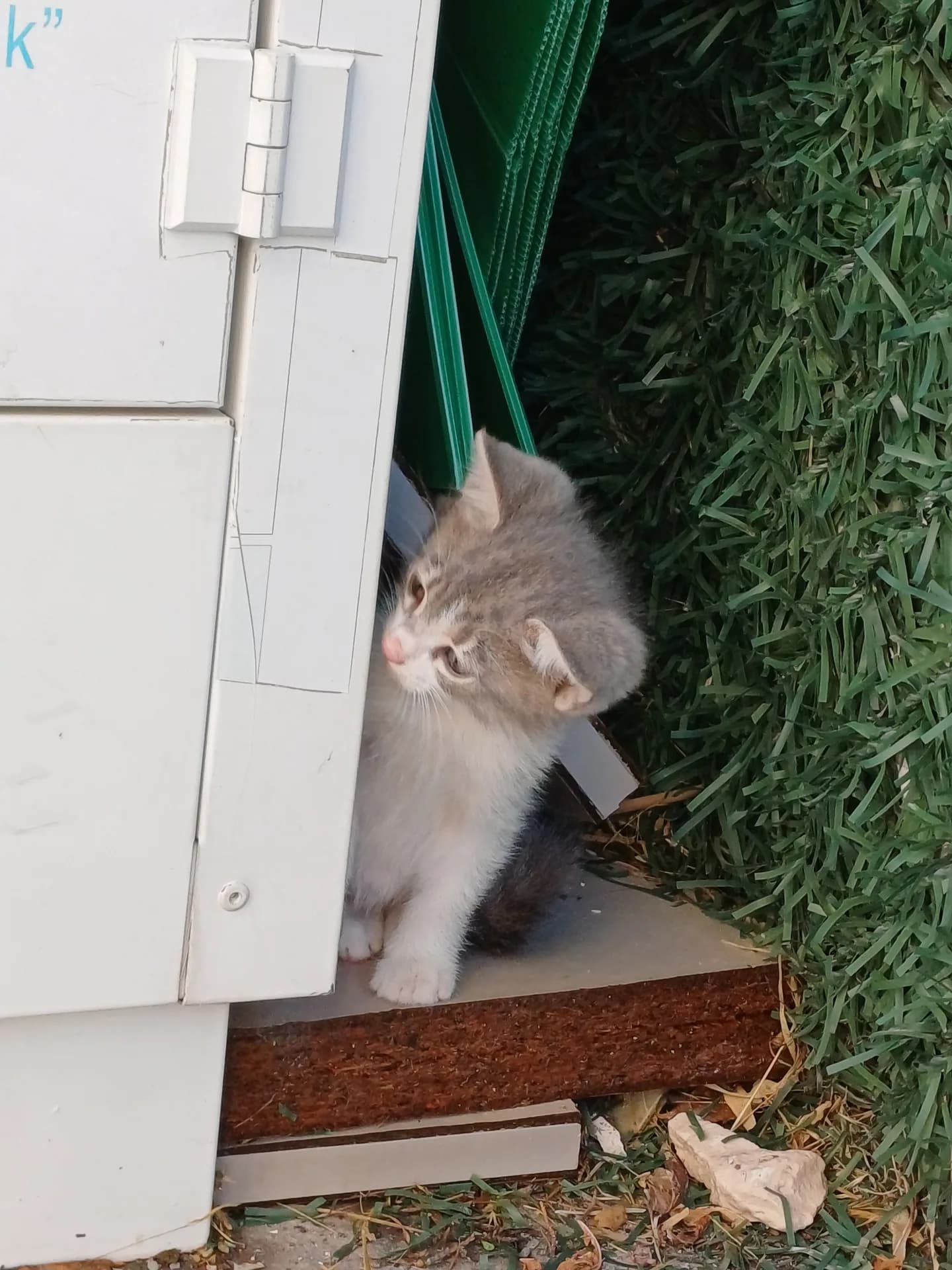 3 Yavru Kedi fotoğraf 3