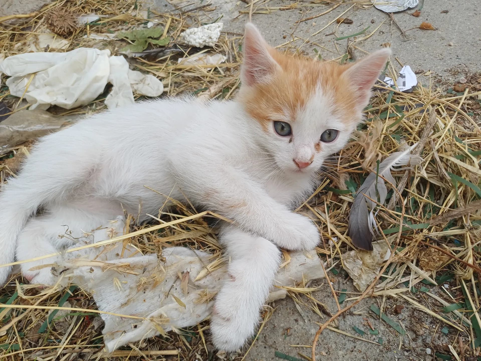 3 Yavru Kedi fotoğraf 4