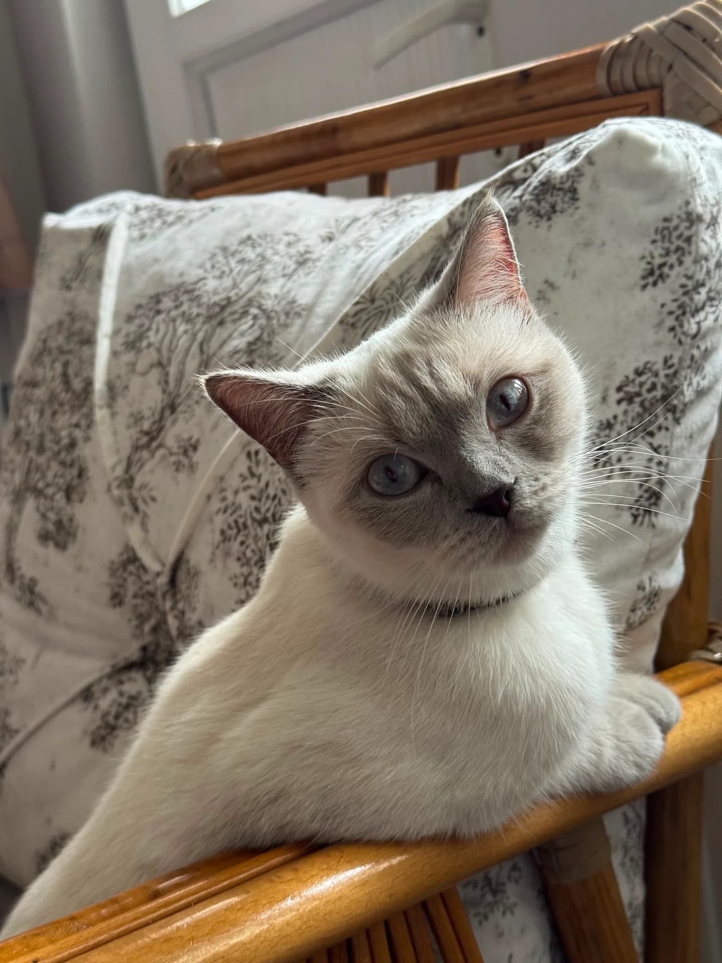 Lily fotoğraf 1