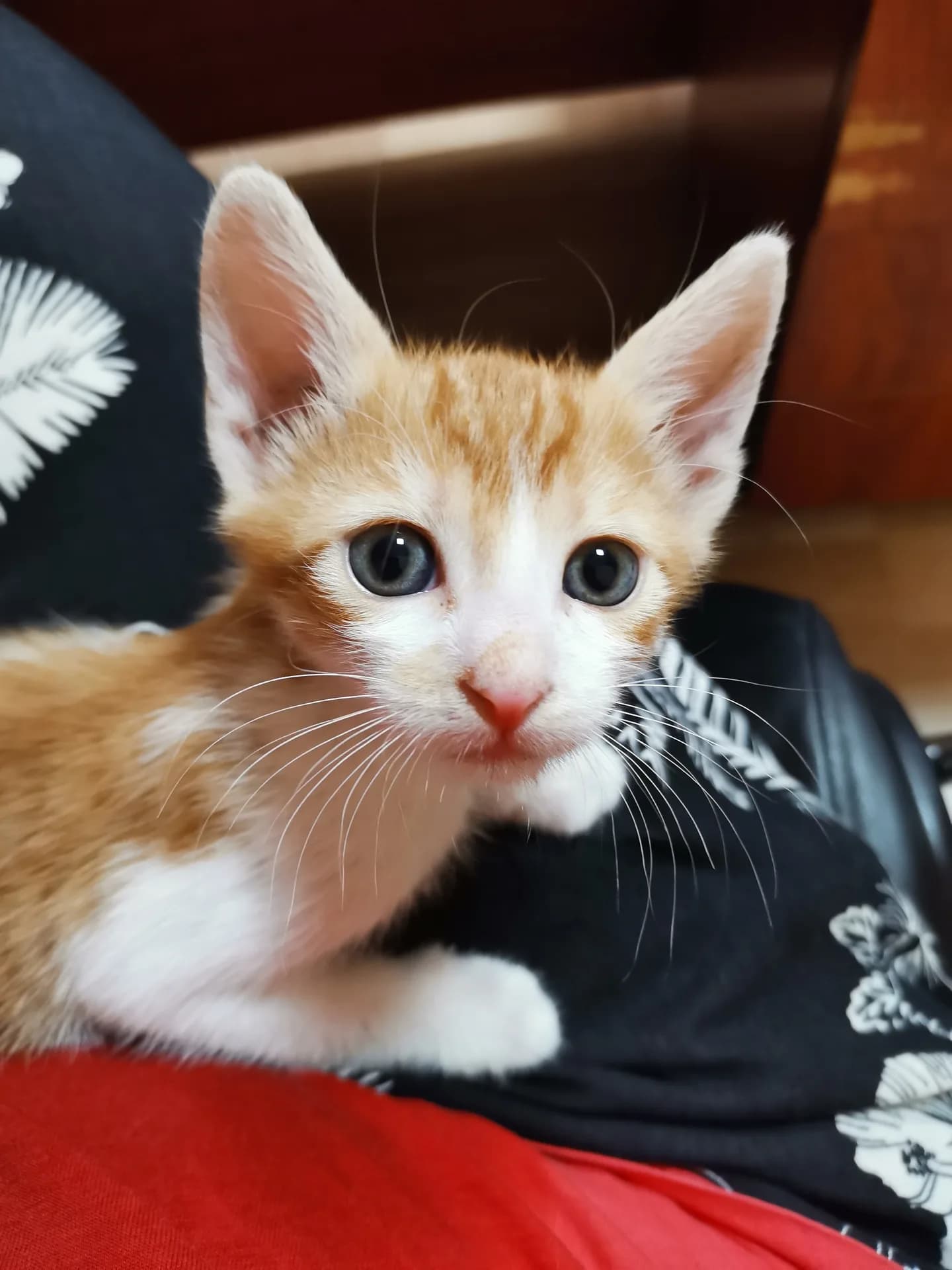 Selim fotoğraf 1