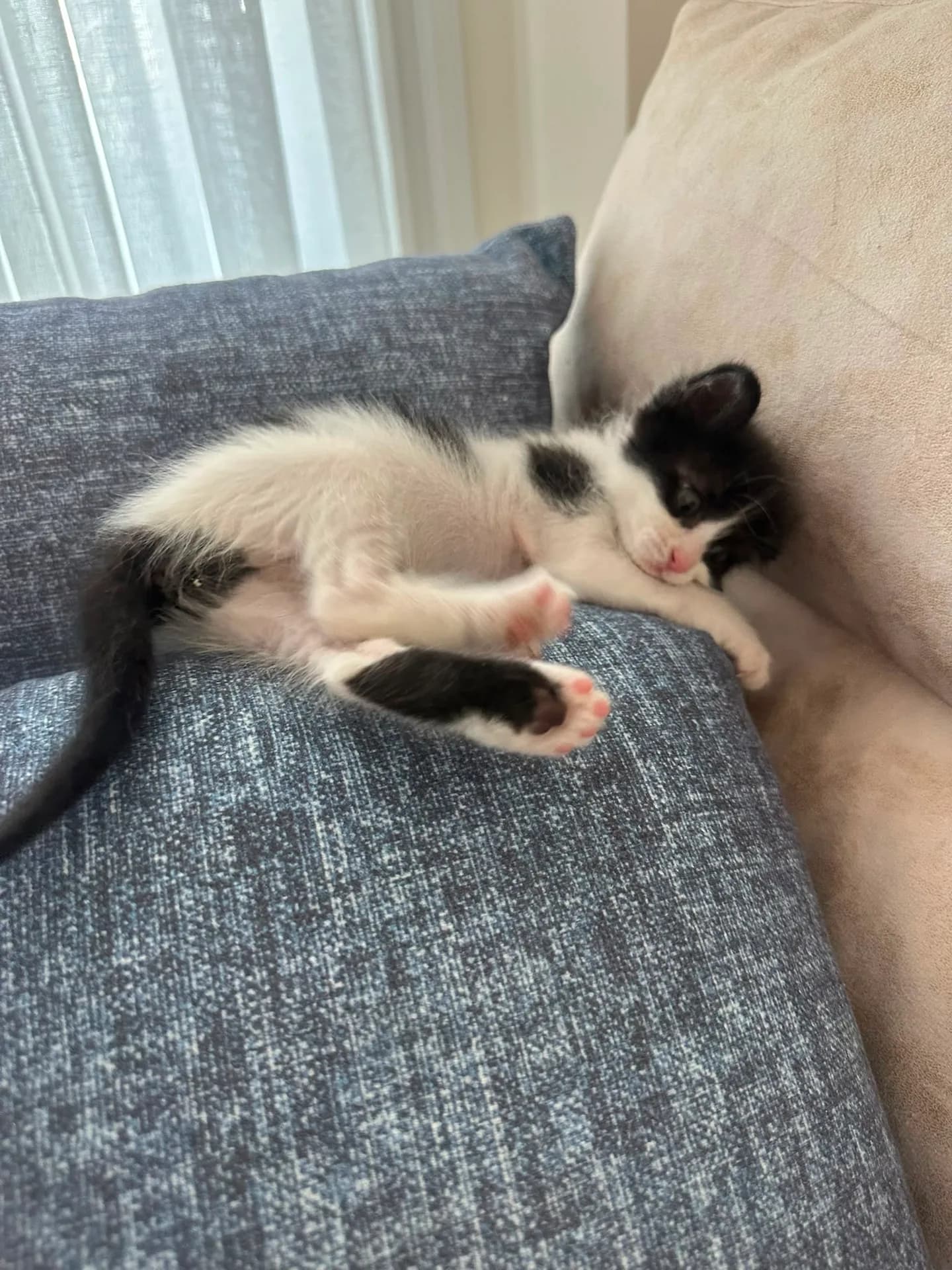 Oreo fotoğraf 1