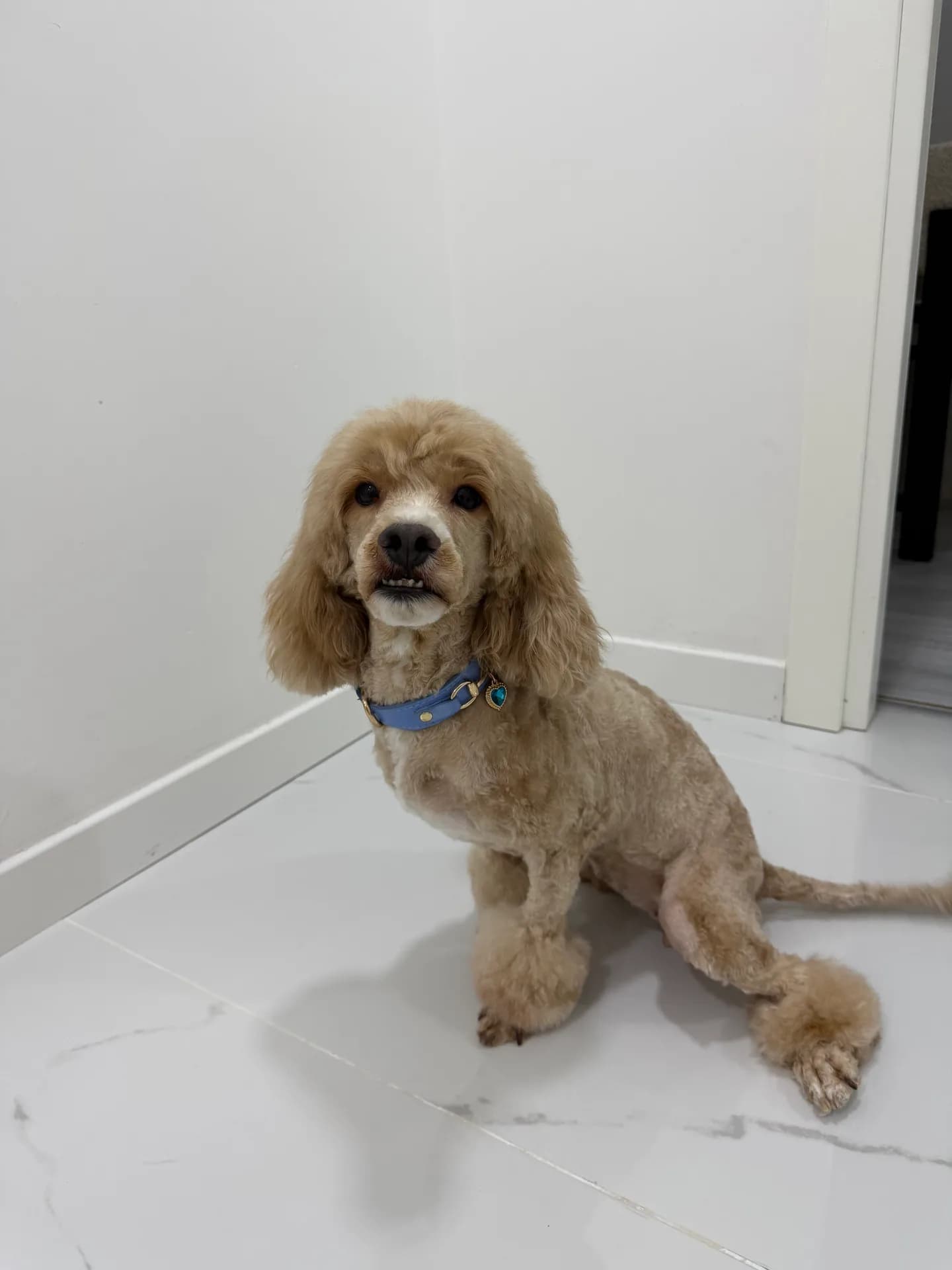 Toffee fotoğraf 2