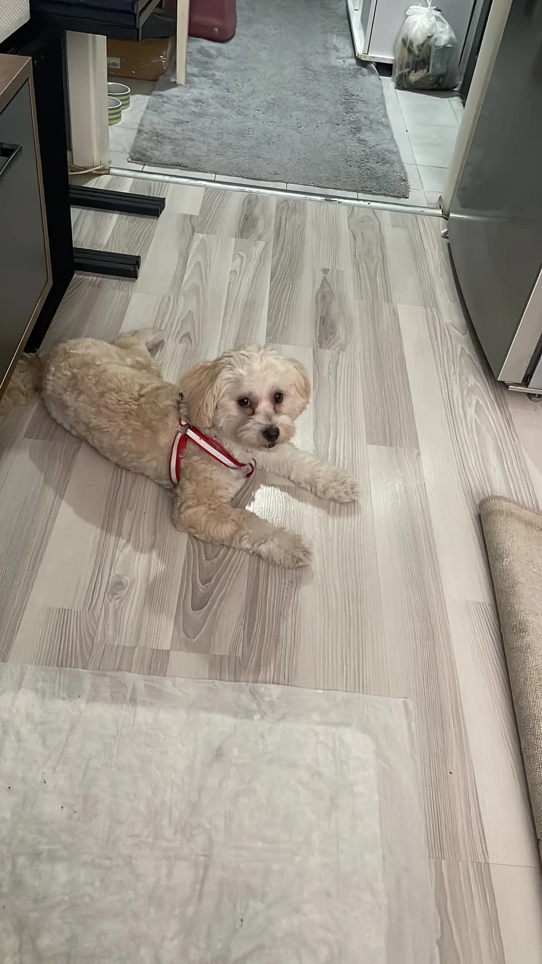 Luna fotoğraf 4