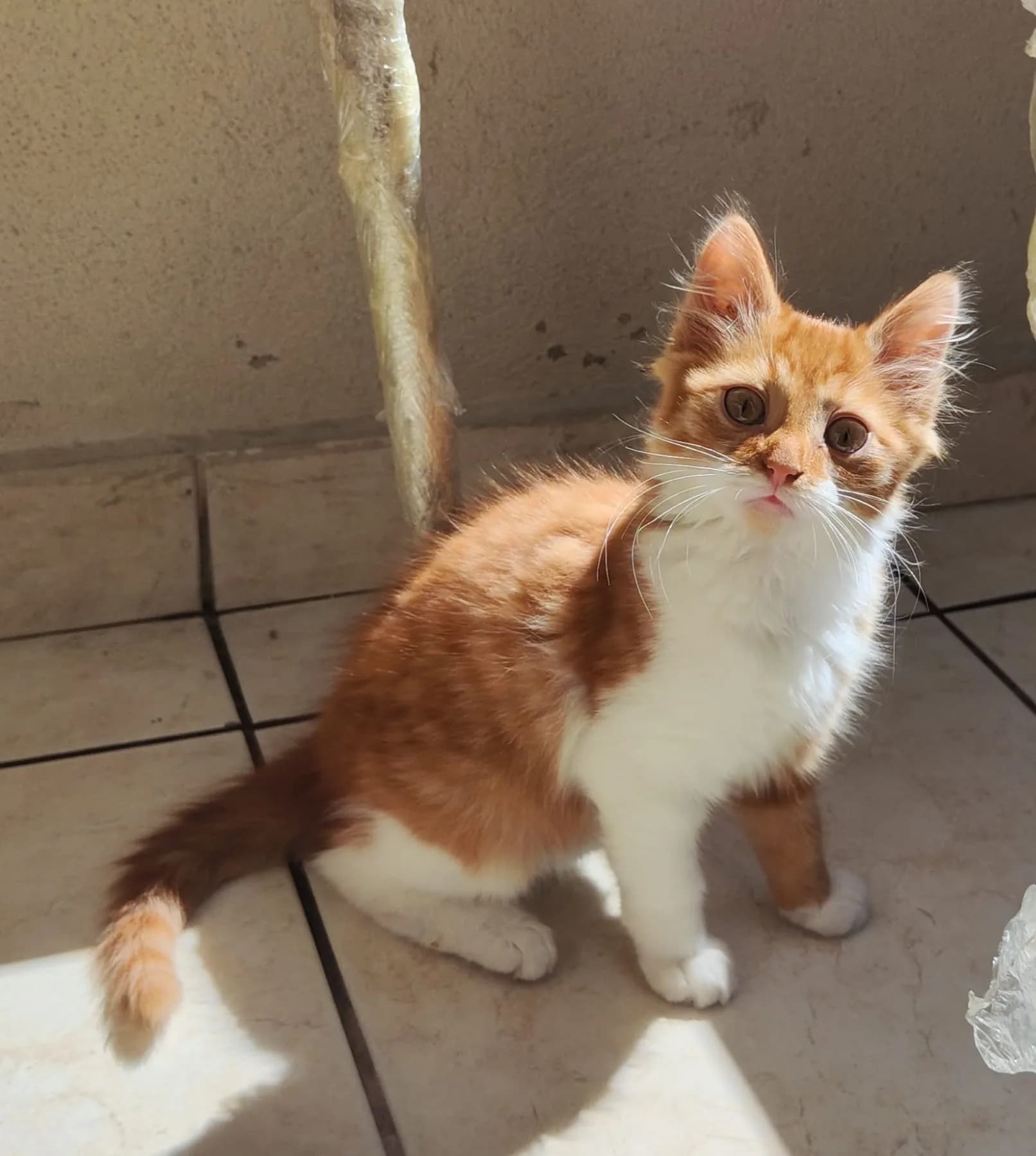 ŞEKER fotoğraf 1