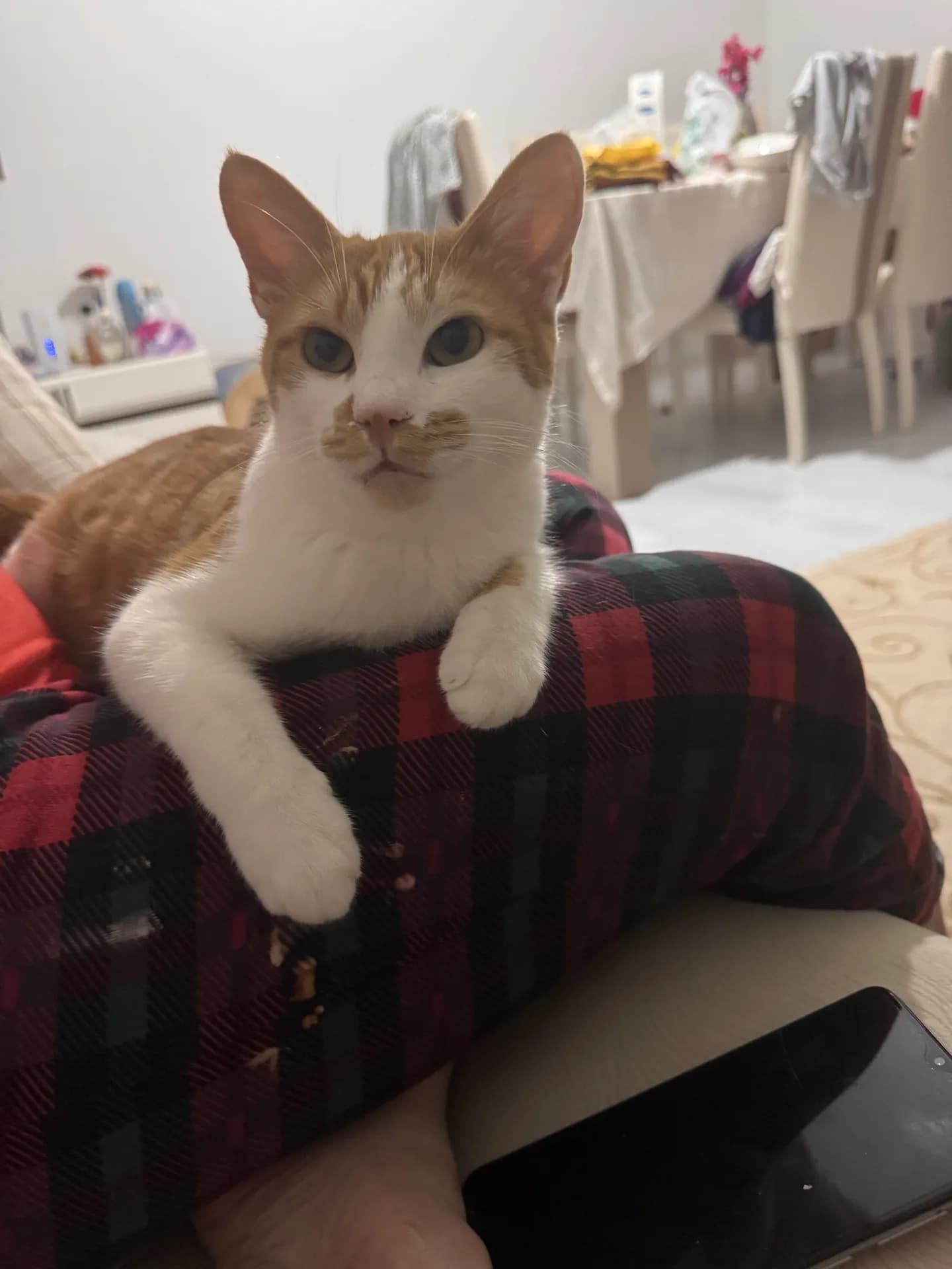 Meli fotoğraf 1