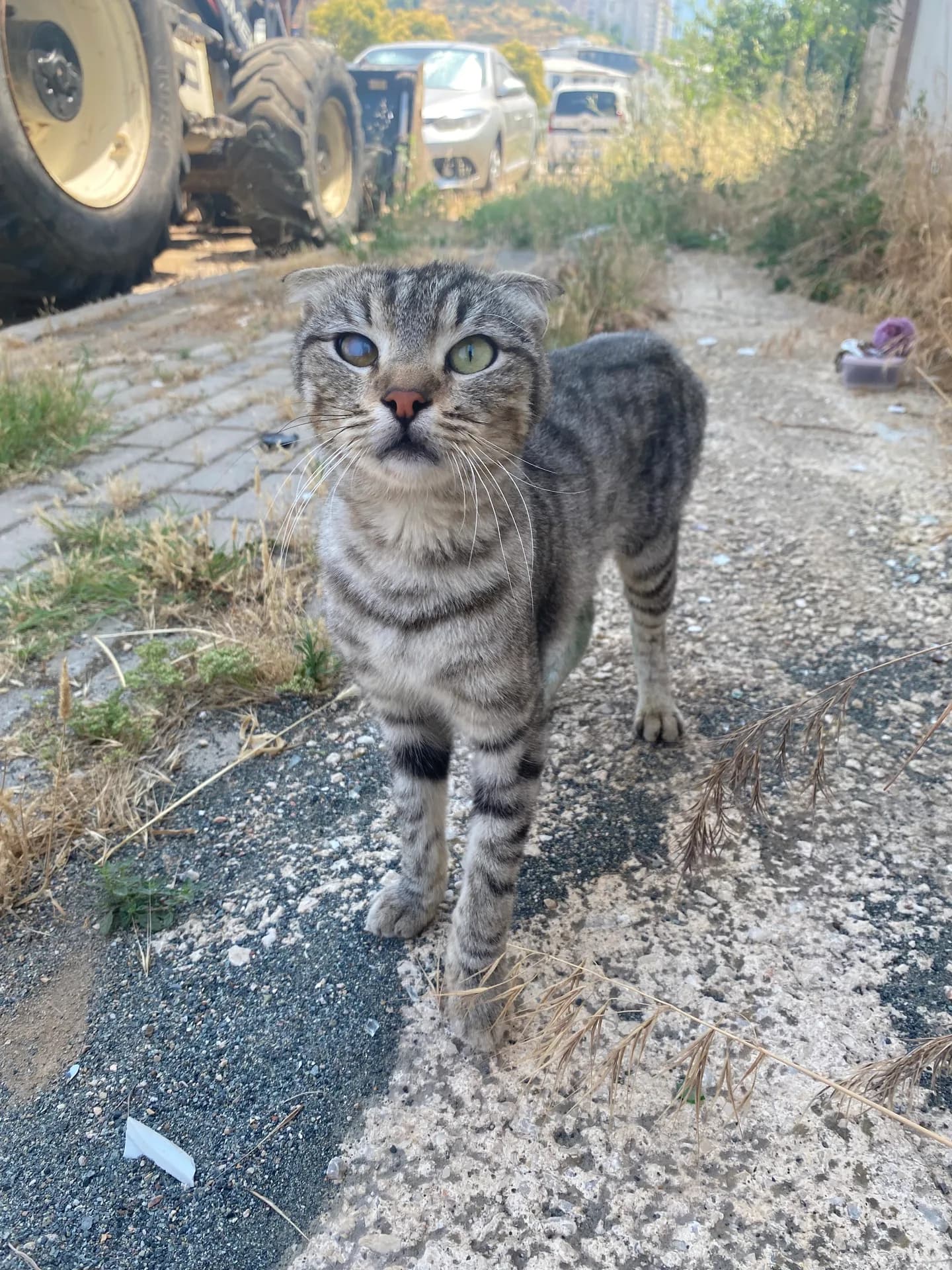 Pati fotoğraf 1