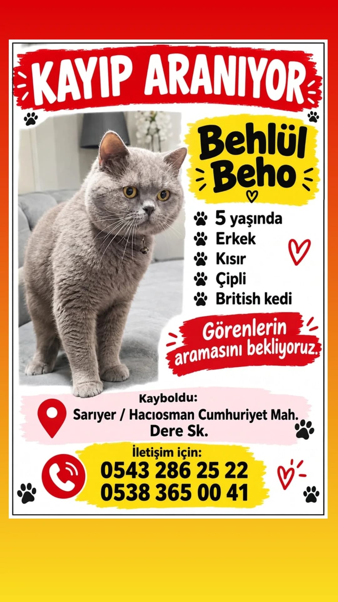 BEHLÜL BEHO fotoğraf 1