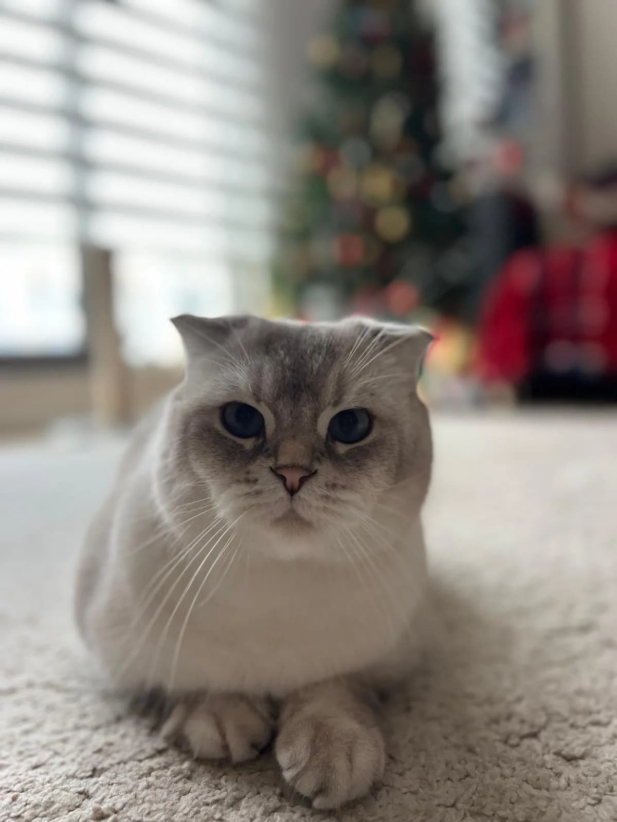Badem fotoğraf 4