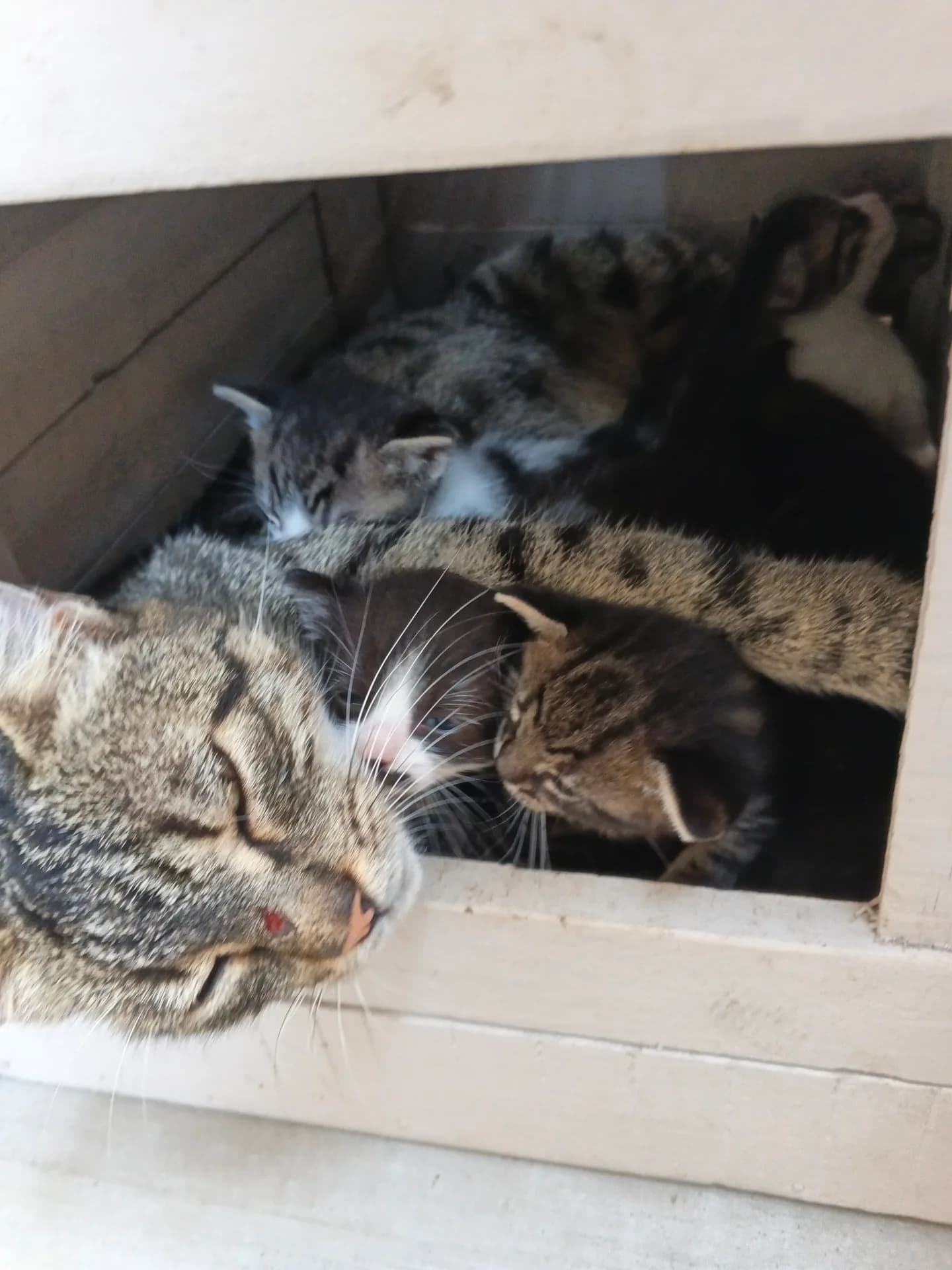 6 taneler fotoğraf 1