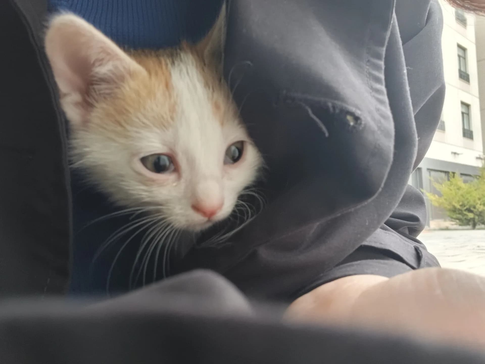 3 Yavru Kedi fotoğraf 2