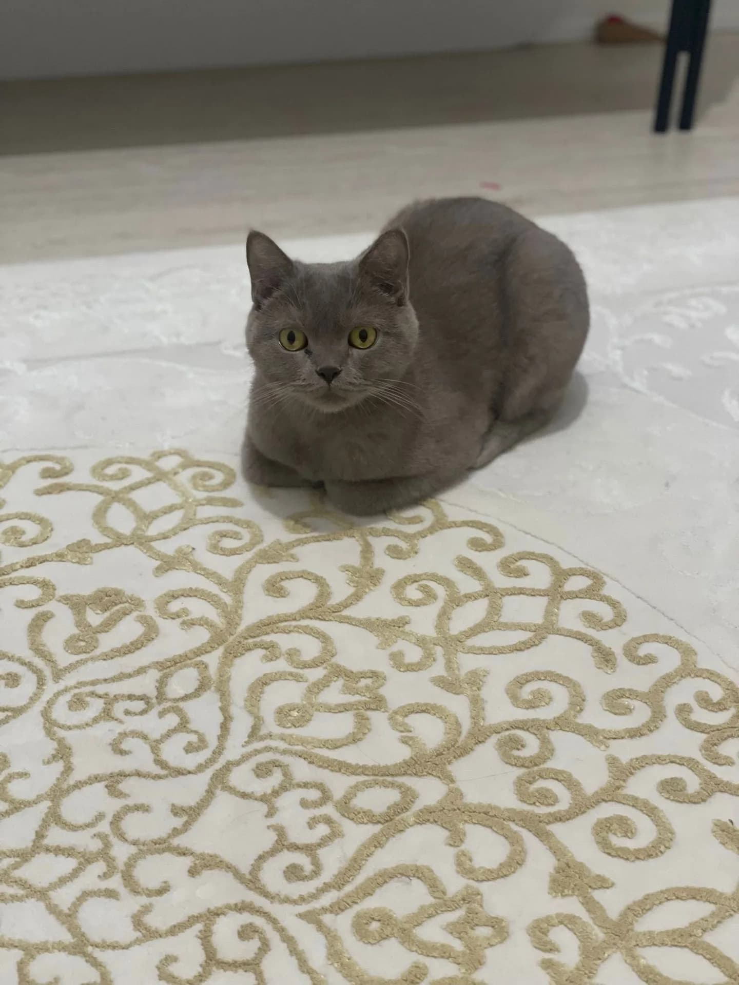 YUMAK fotoğraf 3