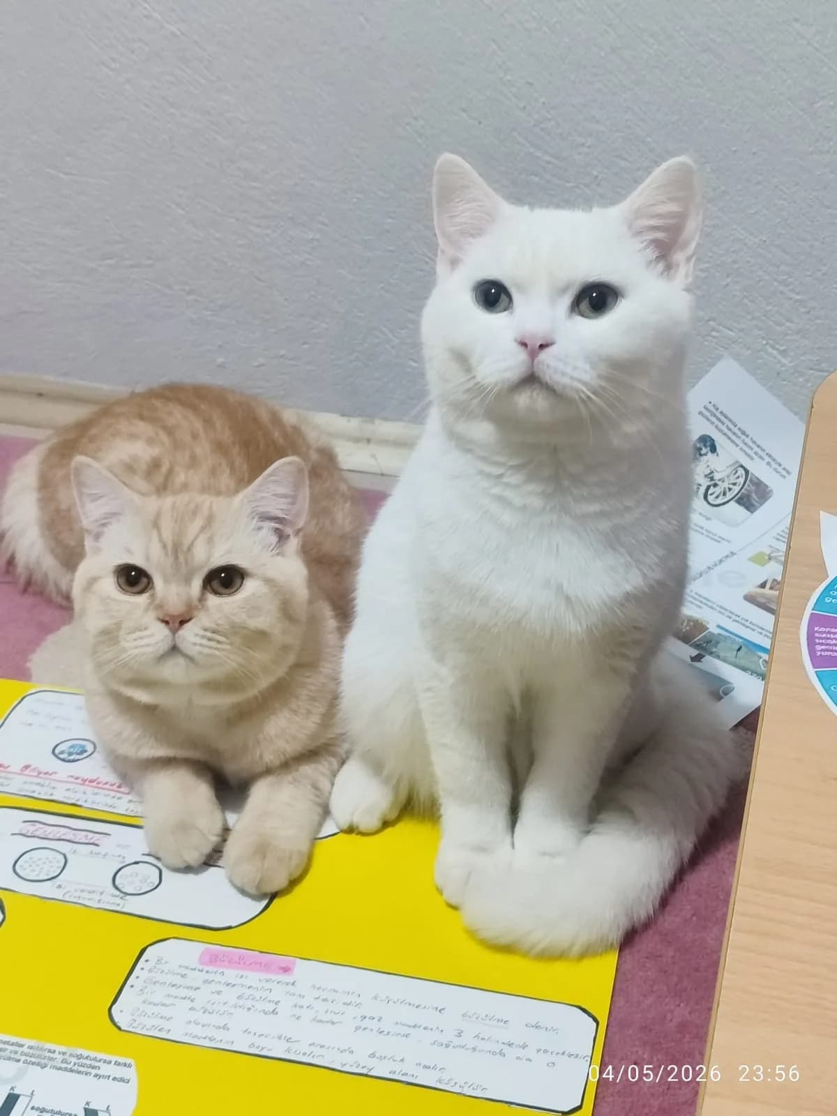 Cino ve mino fotoğraf 1