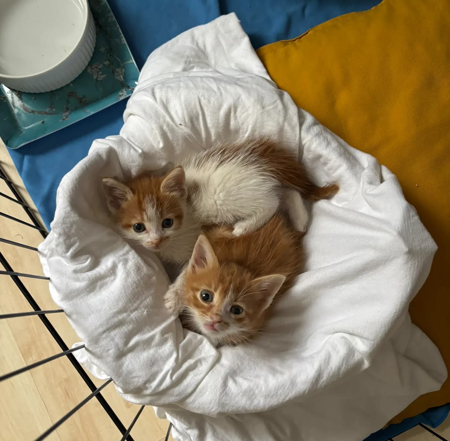Fındık ve Çilek fotoğraf 1