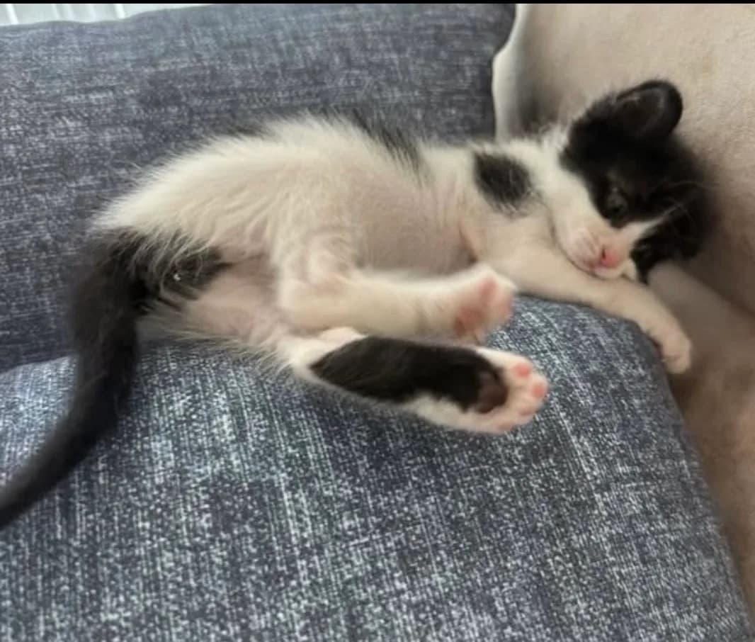 Oreo fotoğraf 1