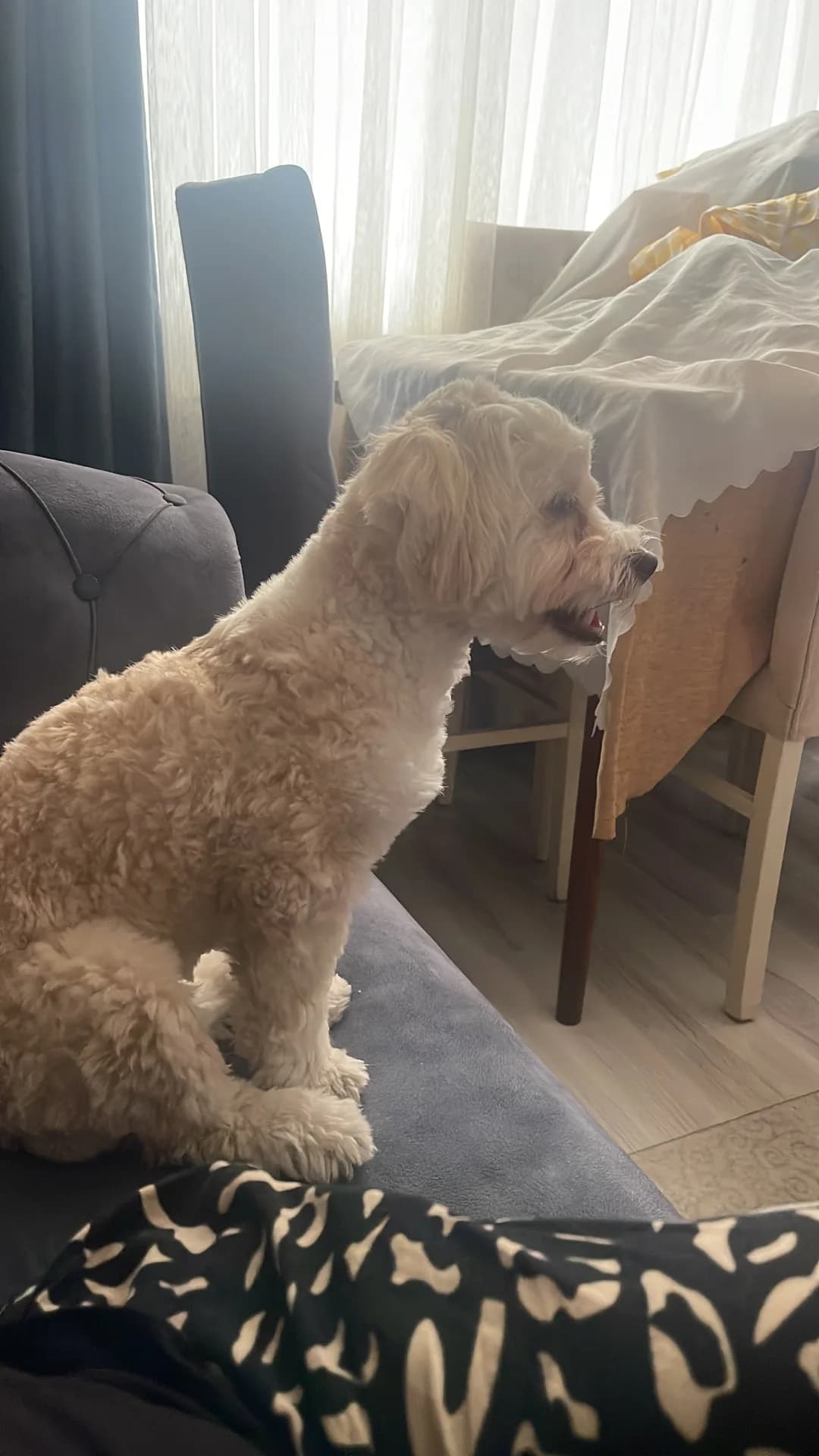 Luna fotoğraf 1