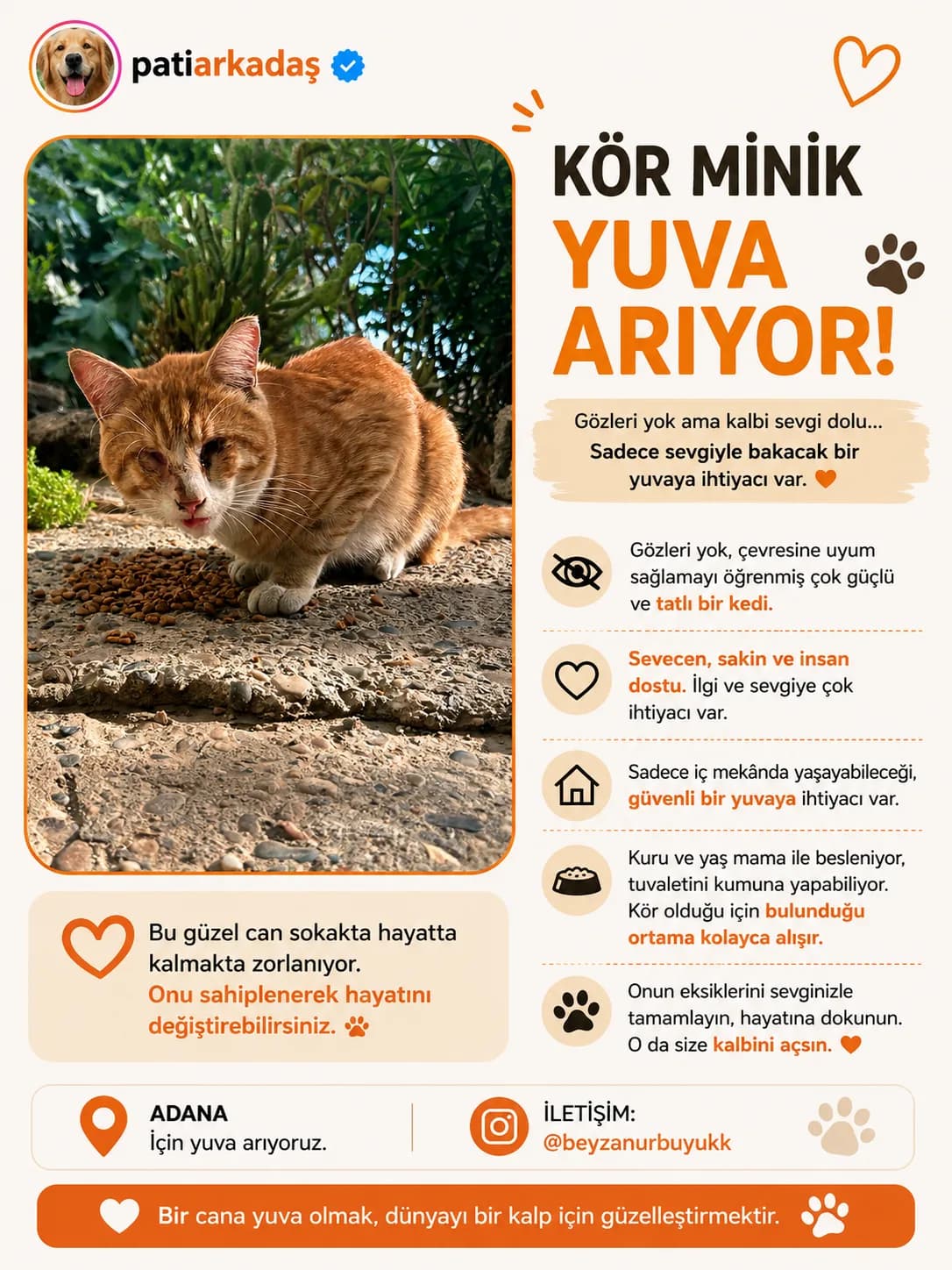 Kör kedi fotoğraf 1